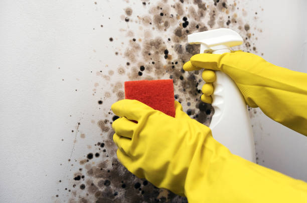 Best HVAC Mold Remediation in Cedarville, OH