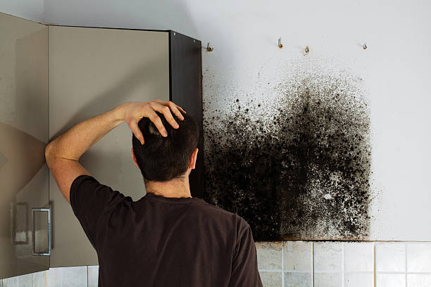 Best Crawl Space Mold Remediation in Cedarville, OH